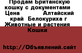 Продам Британскую кошку с документами › Цена ­ 1 500 - Алтайский край, Белокуриха г. Животные и растения » Кошки   